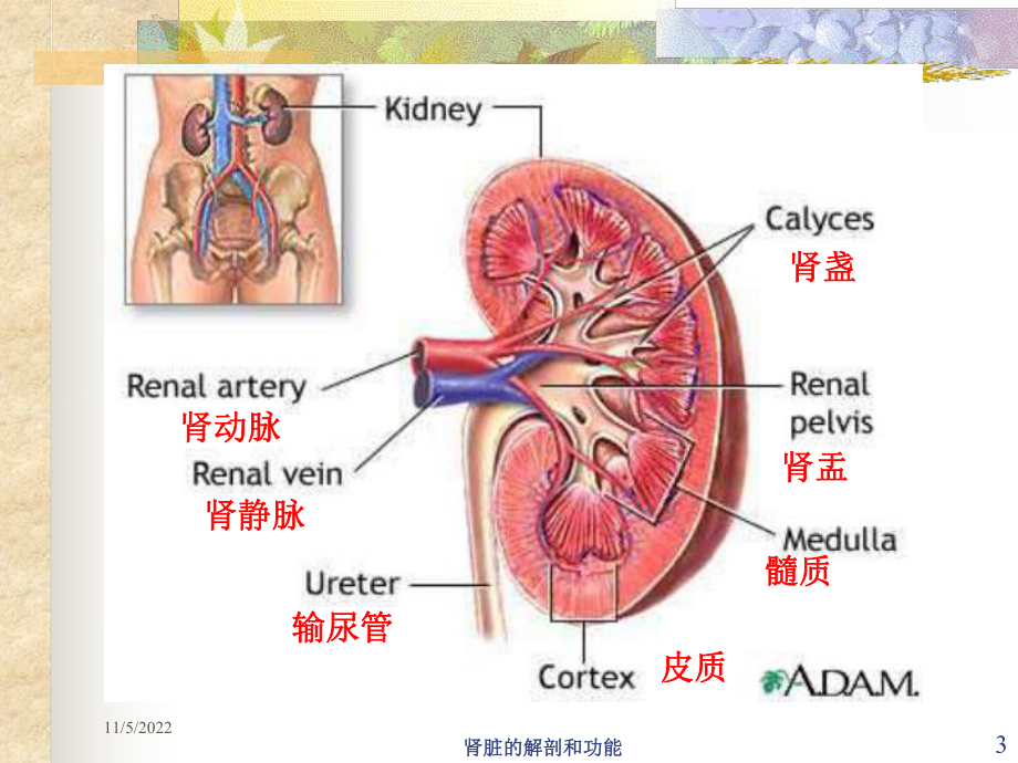 肾脏的解剖和功能培训课件.ppt_第3页