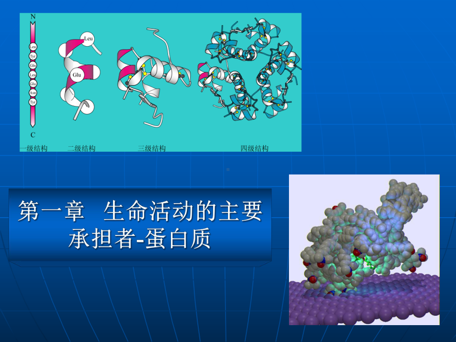 第二章生命活动的主要承担者蛋白质课件.ppt_第1页