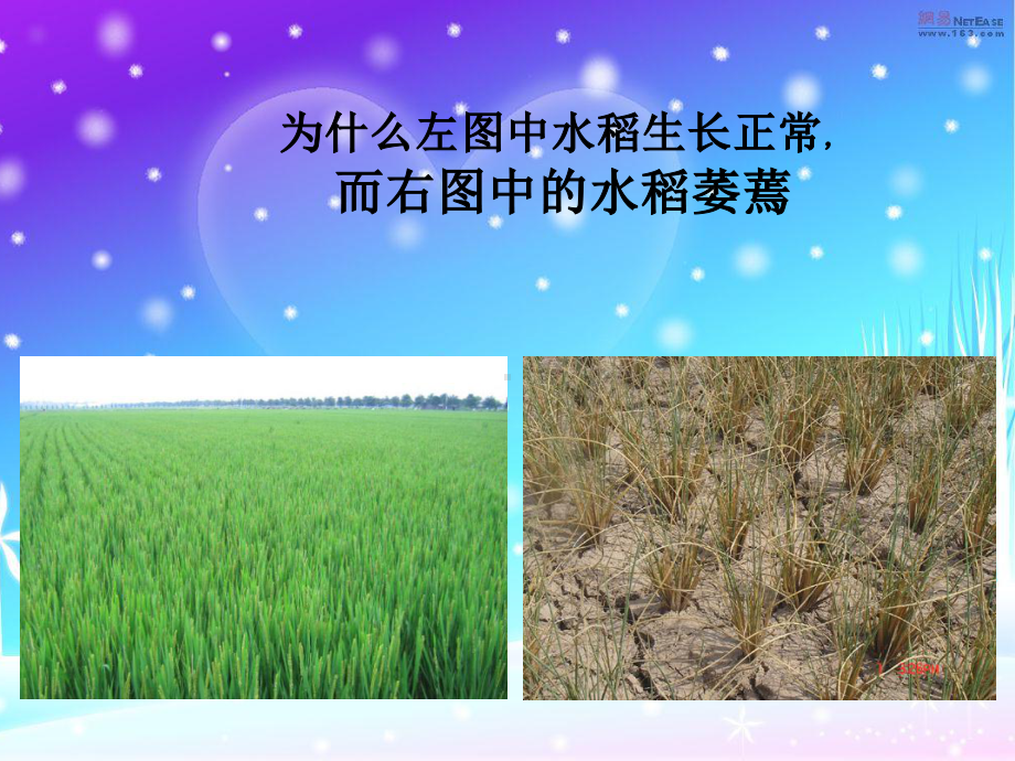 植物对水分的吸收和利用课件.ppt_第2页