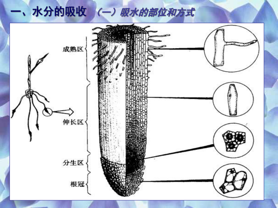 植物对水分的吸收和利用课件.ppt_第3页