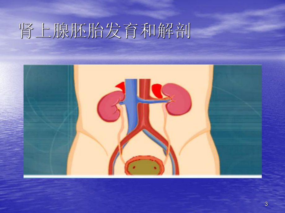 肾上腺肿瘤围手术期护理课件-.pptx_第3页