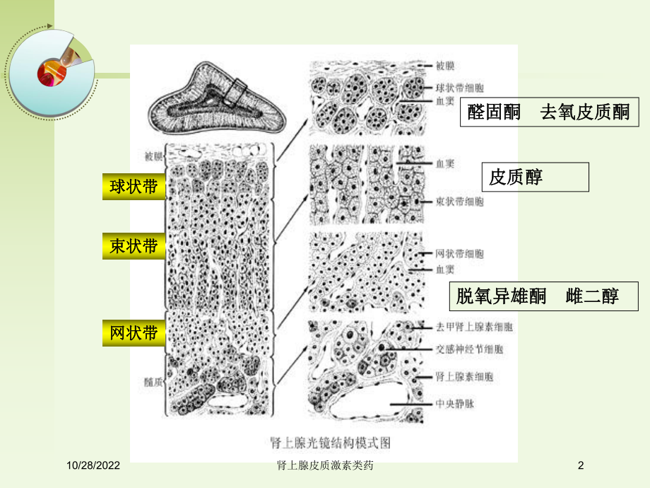 肾上腺皮质激素类药培训课件.ppt_第2页