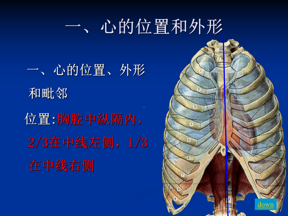 人体解剖生理学第四章心-课件.ppt_第3页