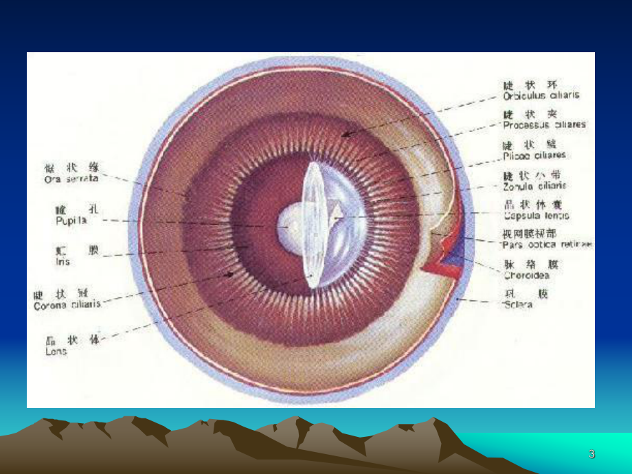 白内障精选课件.ppt_第3页