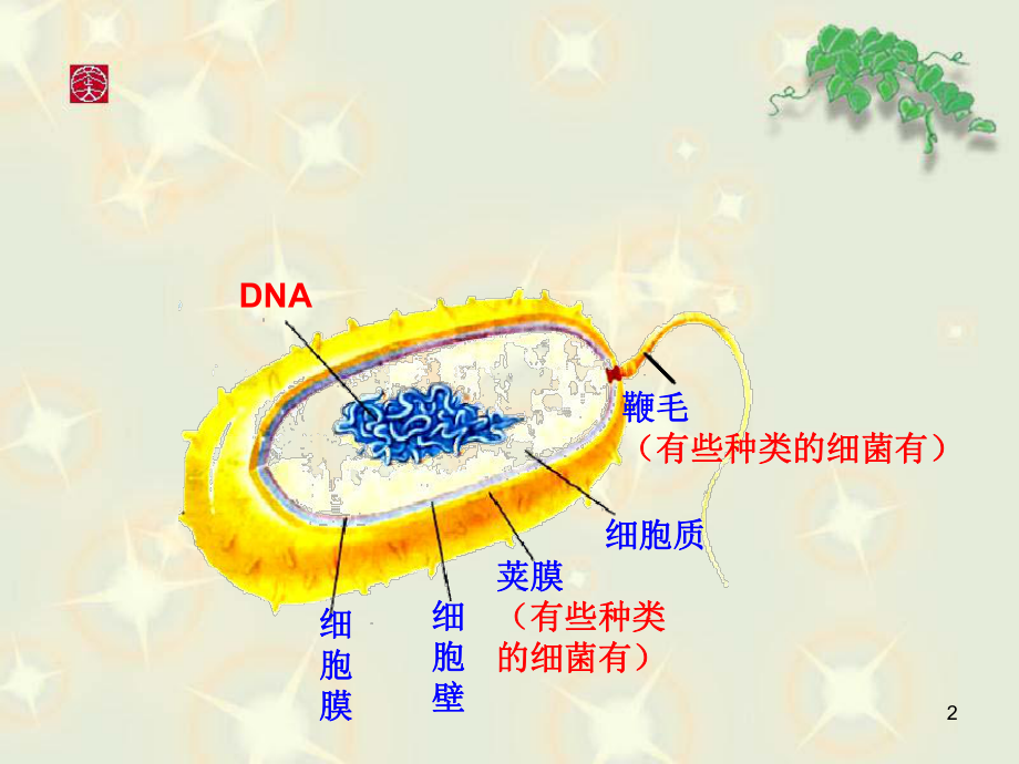 新人教版第三节真菌教学课件.ppt_第2页