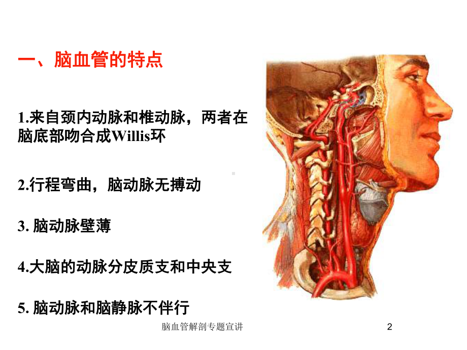 脑血管解剖专题宣讲培训课件.ppt_第2页