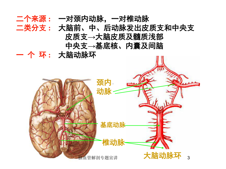 脑血管解剖专题宣讲培训课件.ppt_第3页