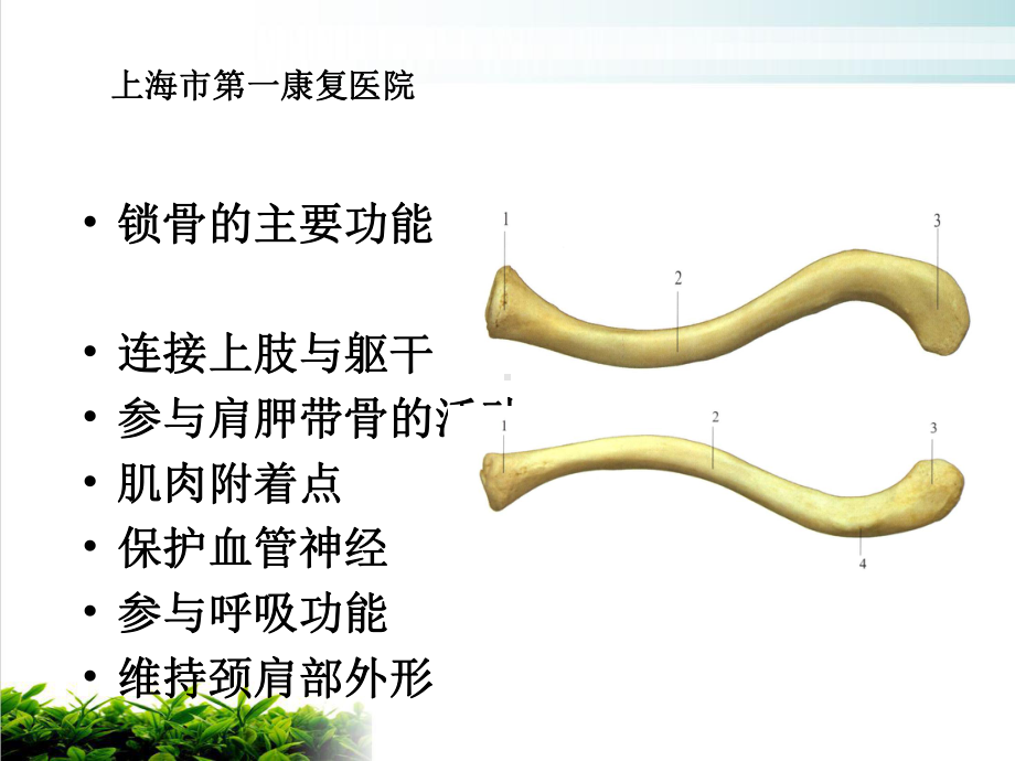 锁骨骨折内固定课件-2.ppt_第3页