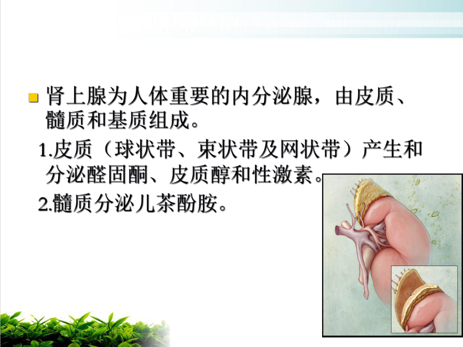 肾上腺肿块的影像诊断与鉴别~示范课件.ppt_第2页