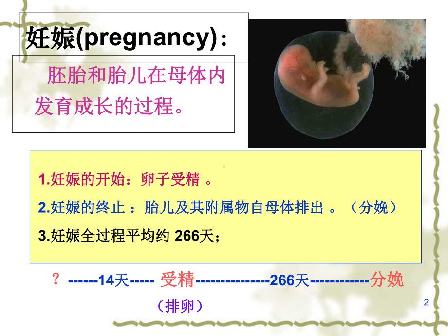 妇产科妊娠生理教学课件.ppt_第2页