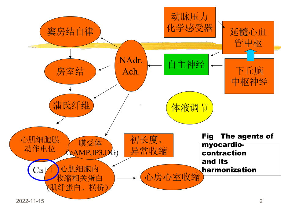 循环系统-脏器循环课件.ppt_第2页