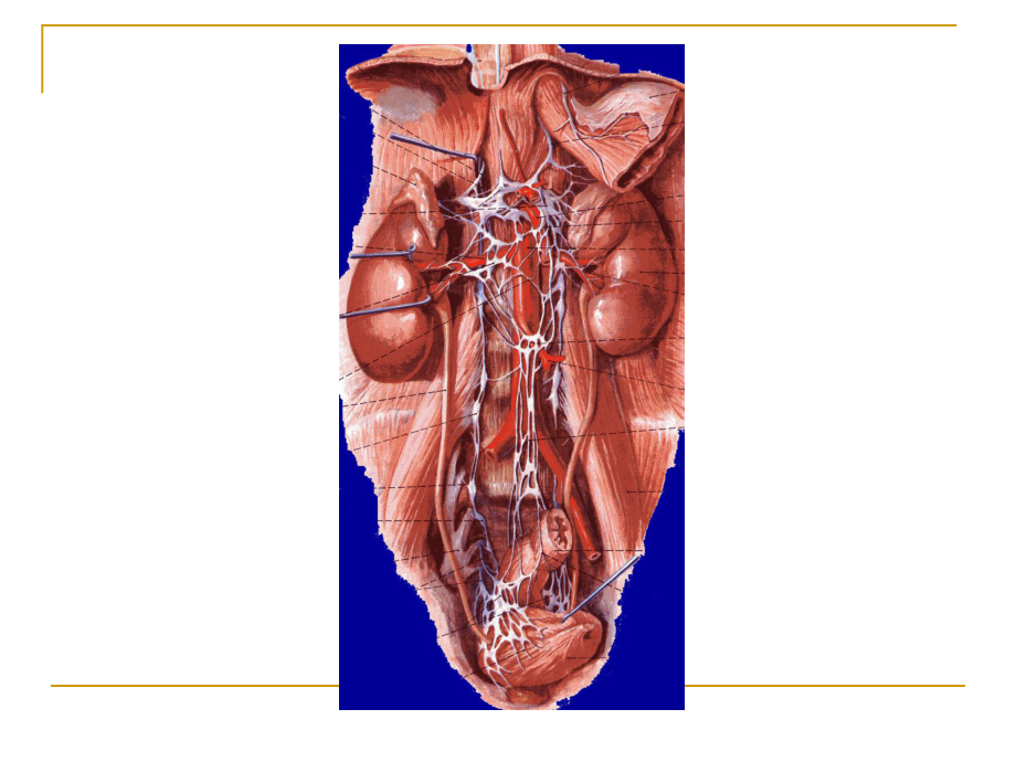 腹膜后间隙断层解剖讲课汇编课件.ppt_第3页
