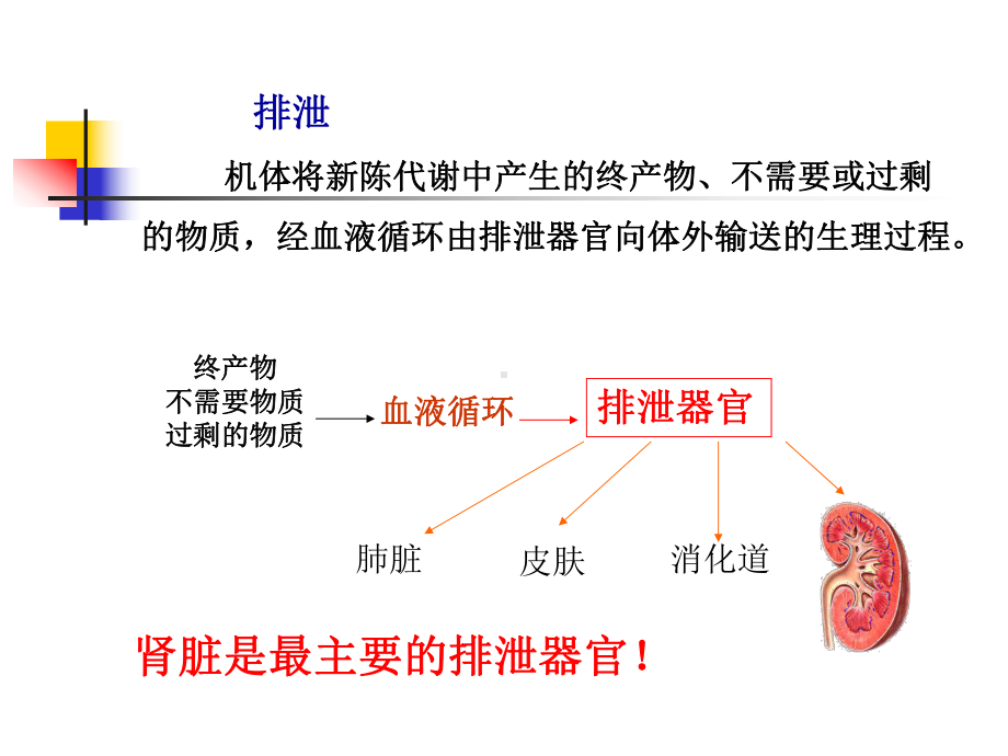 尿生成和排出课件.ppt_第3页