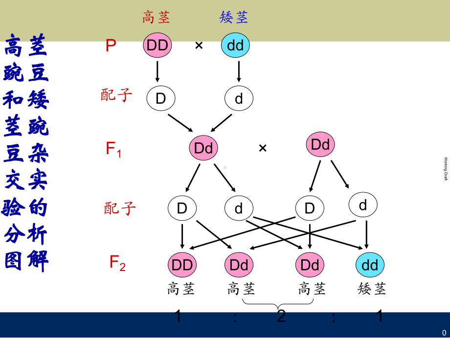 孟德尔分离定律解题思路课件.ppt_第1页