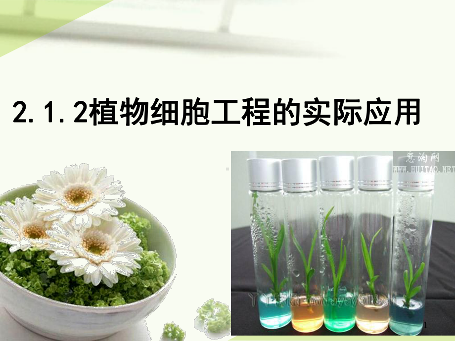 植物细胞工程应用课件.ppt_第1页