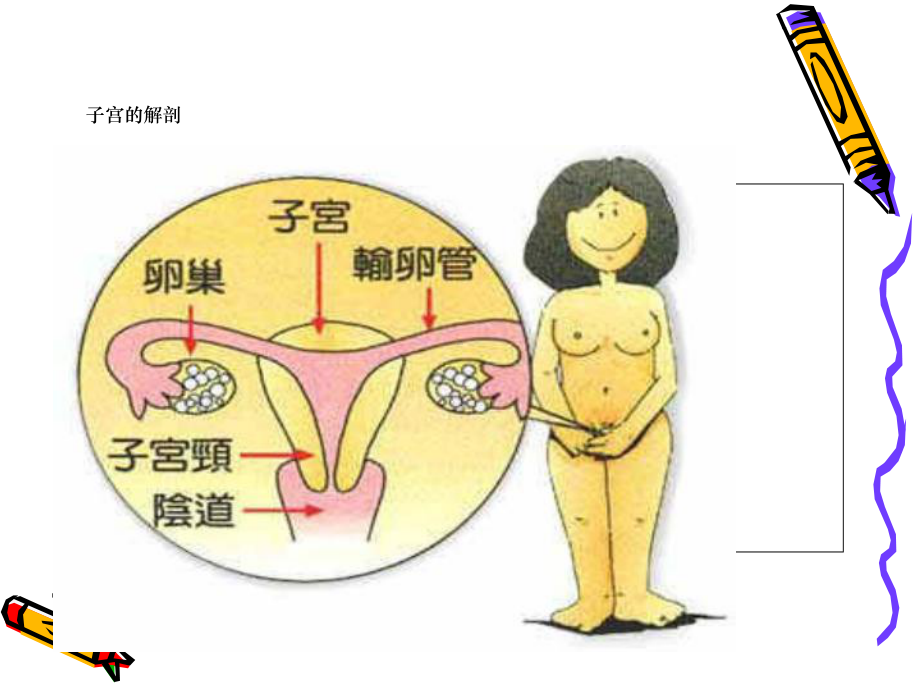 腹腔镜下子宫全切术中配合与护理课件1.ppt_第2页