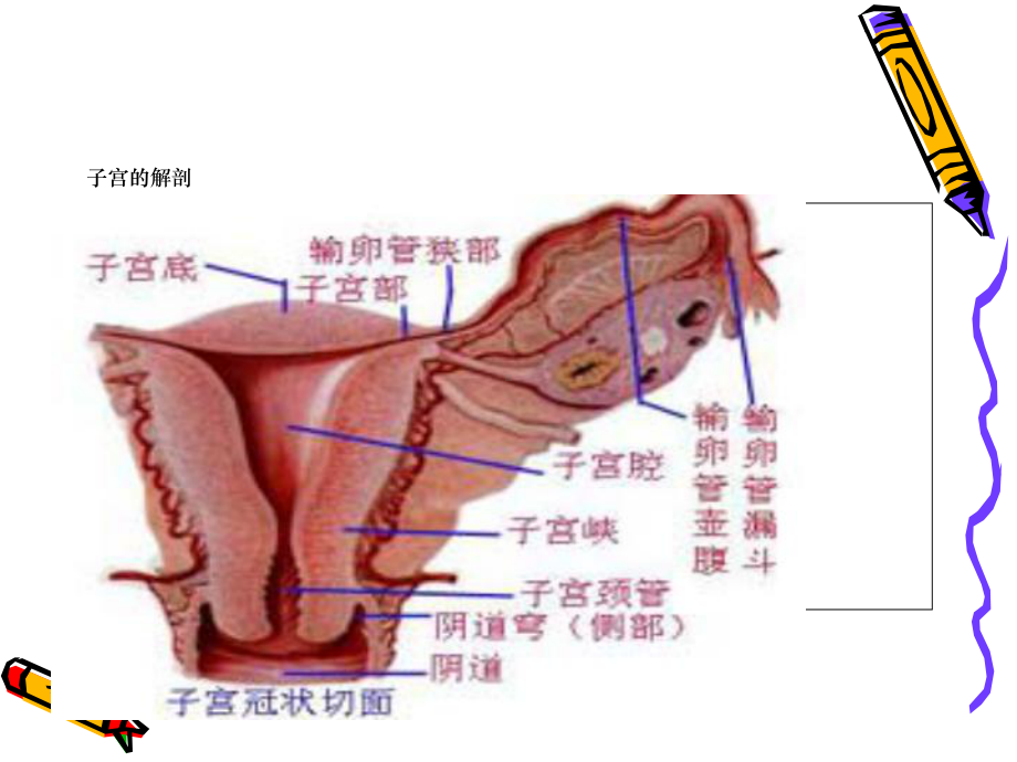 腹腔镜下子宫全切术中配合与护理课件1.ppt_第3页