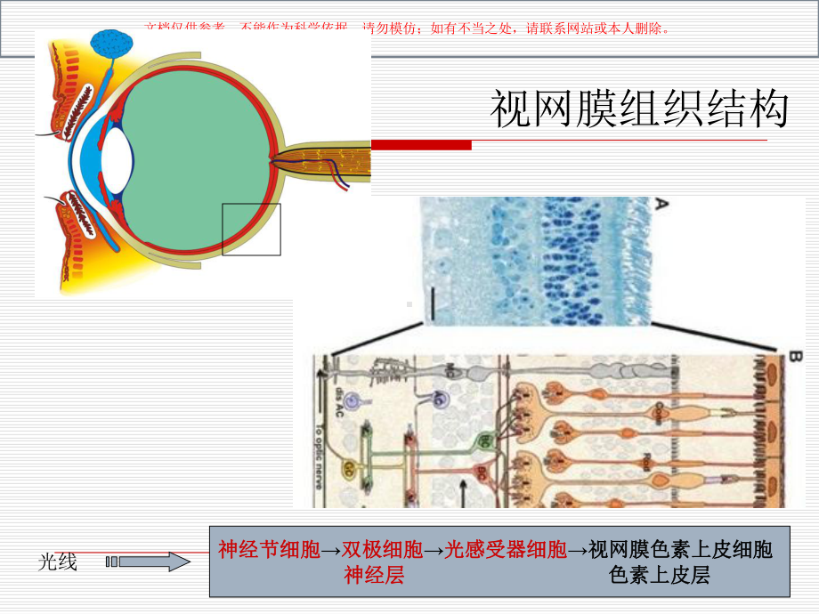 视网膜病七年制培训课件.ppt_第2页