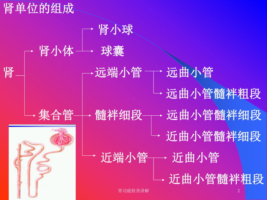 肾功能检查讲解培训课件.ppt_第2页