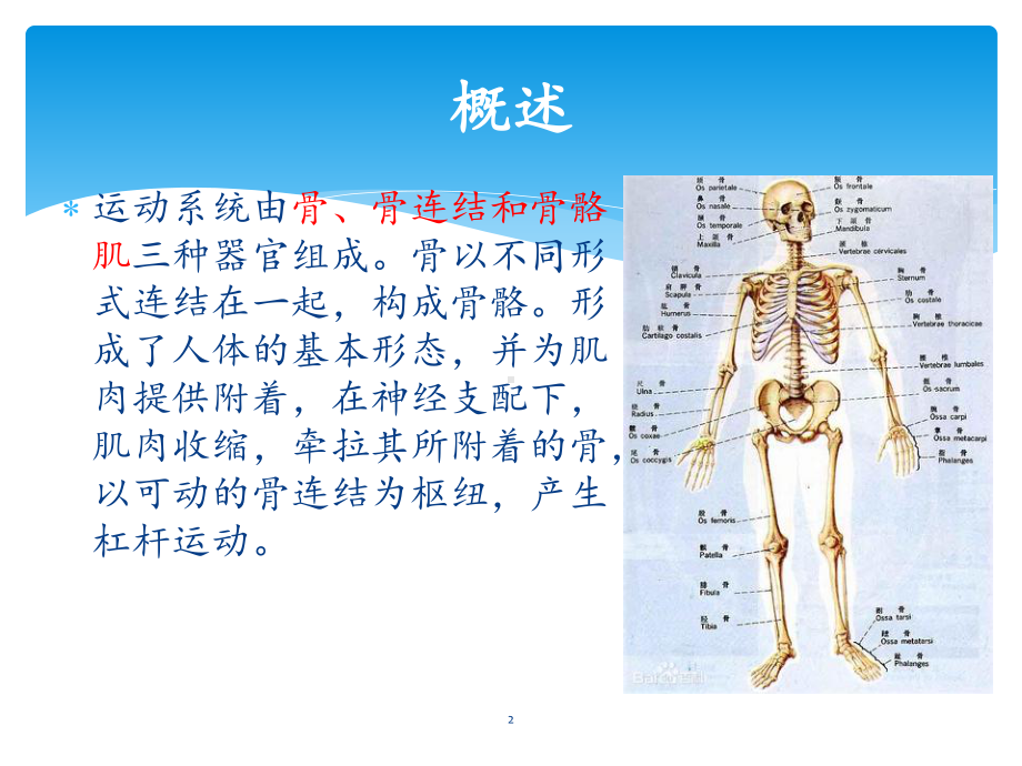 运动系统肿瘤的预防和治疗课件-2.ppt_第2页