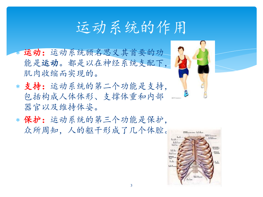 运动系统肿瘤的预防和治疗课件-2.ppt_第3页