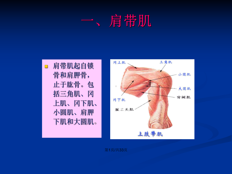 人体解剖骨骼肌上肢肌学习教案课件.pptx_第2页