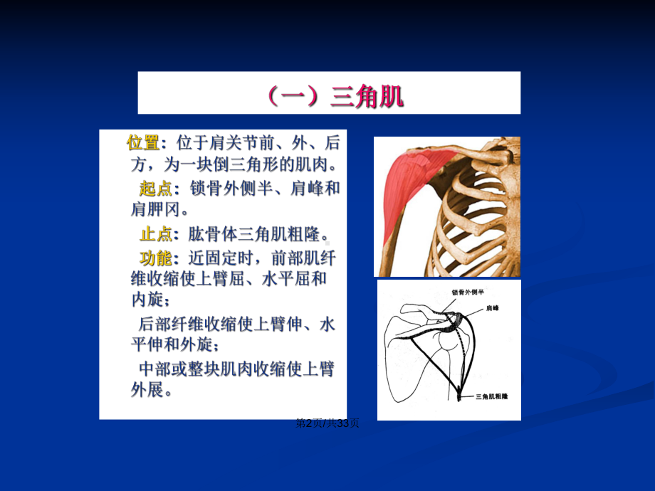 人体解剖骨骼肌上肢肌学习教案课件.pptx_第3页