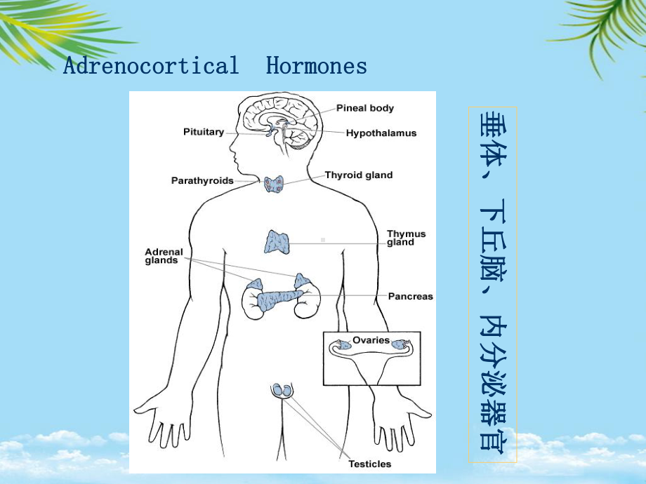 药理学肾上腺皮质激素课件.ppt_第3页