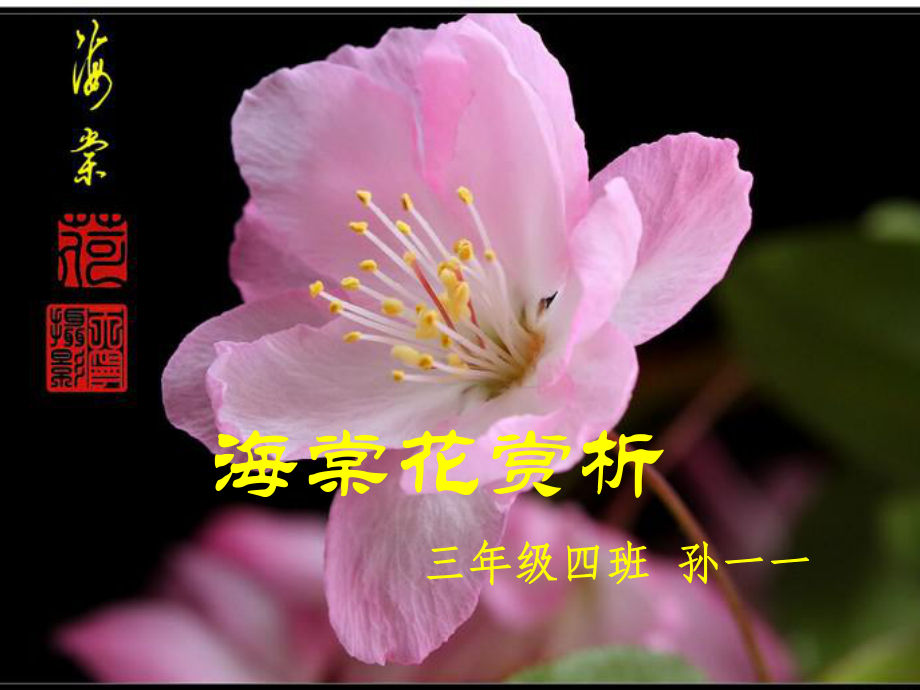 海棠花赏析课件.ppt_第1页