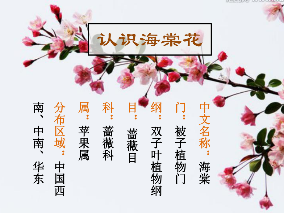 海棠花赏析课件.ppt_第3页