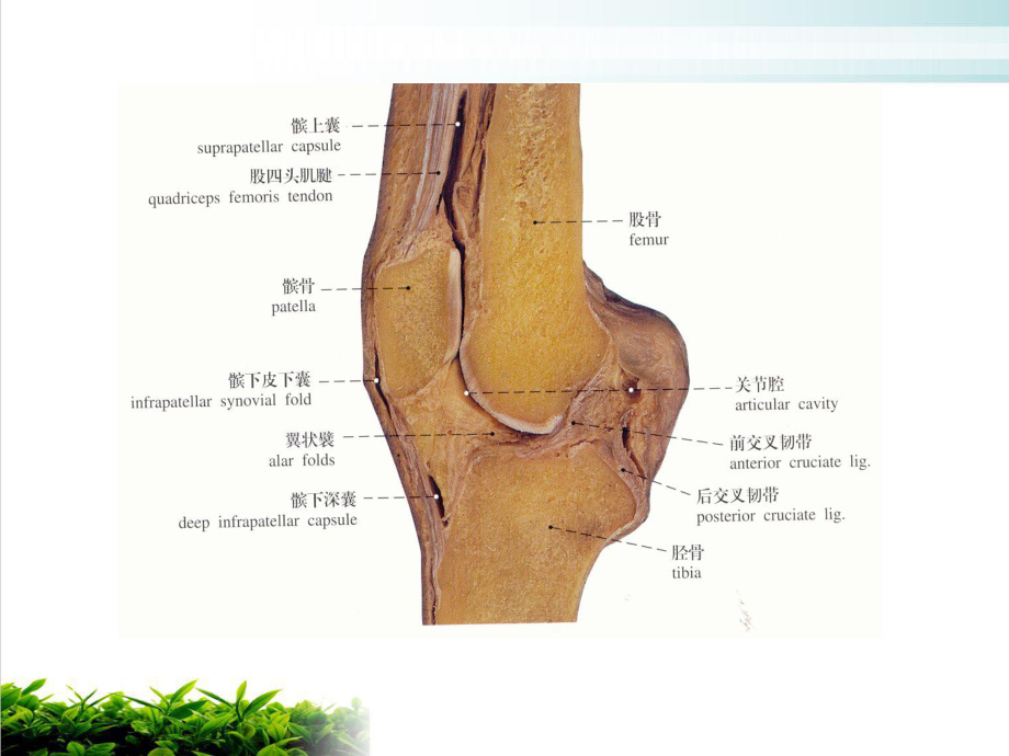 膝骨性关节炎的诊断与治疗实用版课件.ppt_第3页