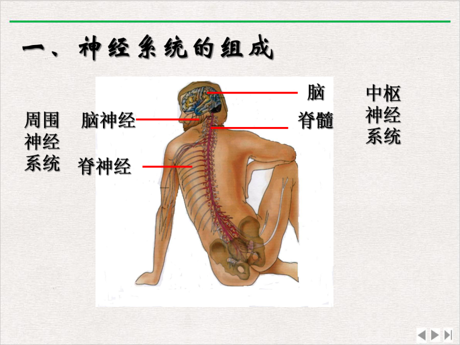 设计三通过神经系统的调节优选课件.ppt_第2页