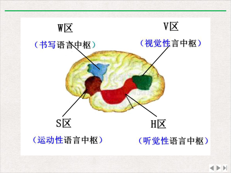 设计三通过神经系统的调节优选课件.ppt_第3页