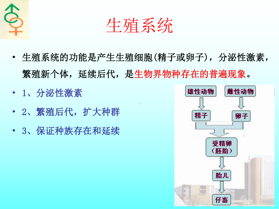 家畜生殖系统-课件.ppt_第3页