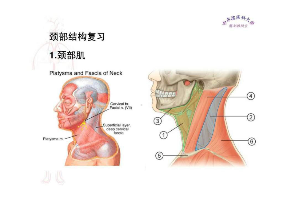 临床医学五年制局部解剖学课件颈部二.ppt_第2页