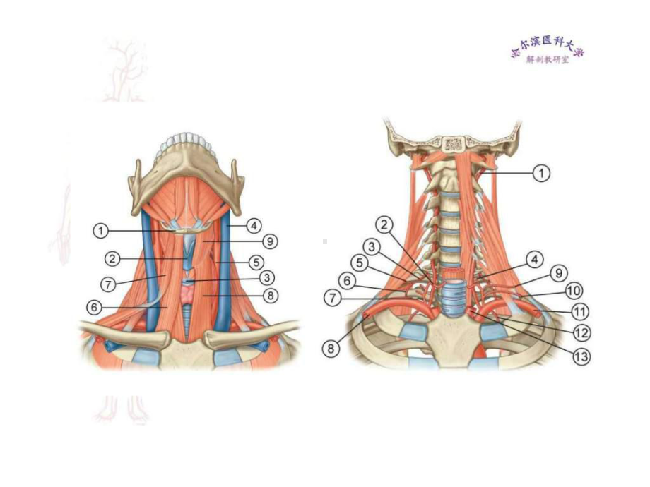 临床医学五年制局部解剖学课件颈部二.ppt_第3页