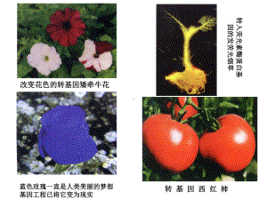 第五章细菌的遗传与变异-医学微生物学课件.ppt