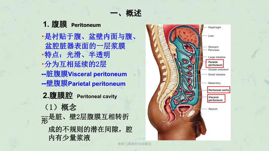 腹膜与腹膜腔局部解剖课件.ppt_第3页