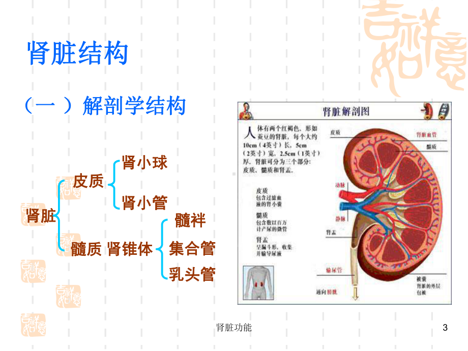 肾脏功能课件.ppt_第3页