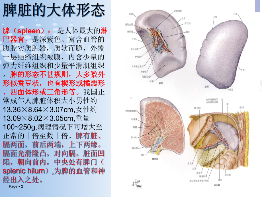 脾脏的应用解剖以及脾切除术课件-2.ppt_第2页