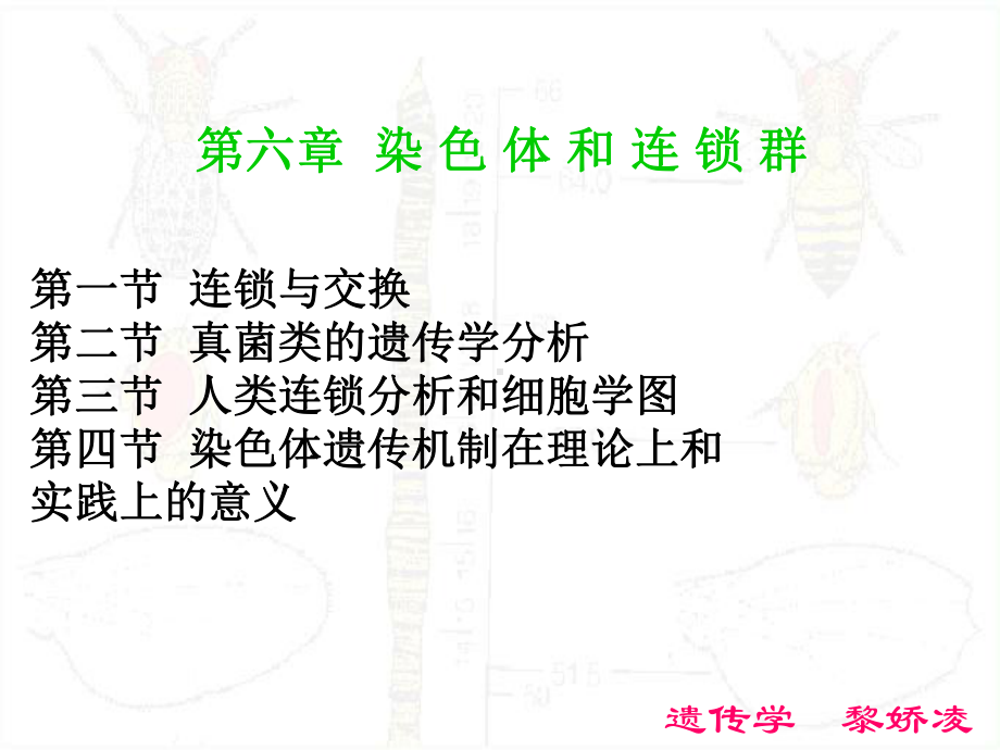 染色体和连锁群-课件.ppt_第1页