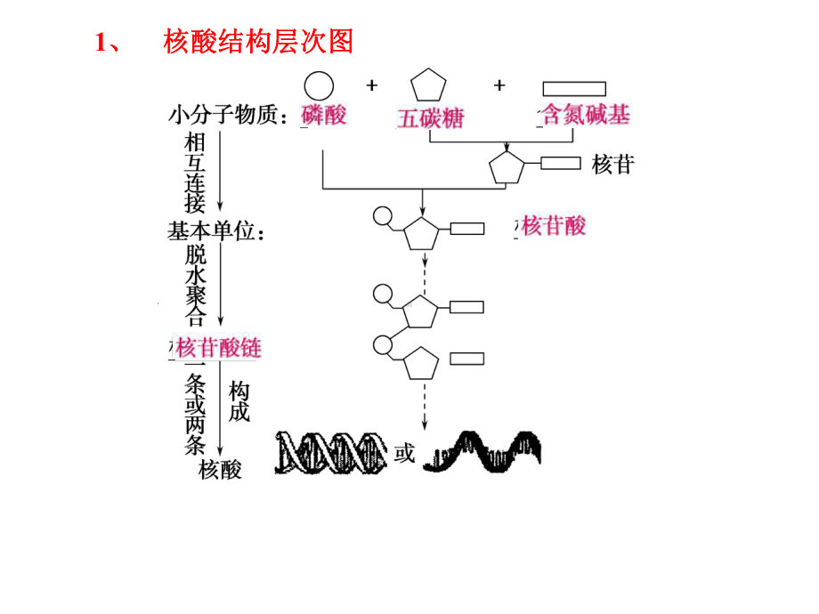 必修一第一单元第4讲遗传信息的携带者-核酸细胞中的糖类和脂质课件.ppt_第2页