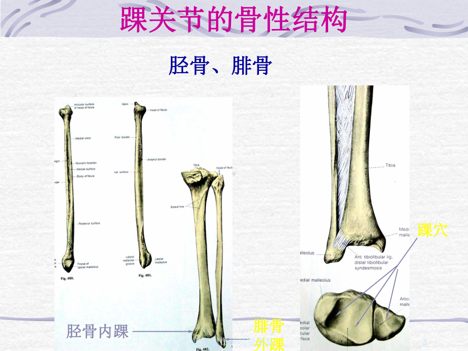 踝部损伤和功能康复培训课件.ppt_第3页