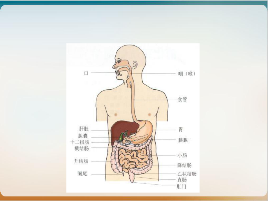 西医诊断学呕血与便血示范课件.ppt_第3页