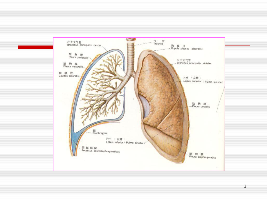 胸腔和胸膜病变课件.ppt_第3页