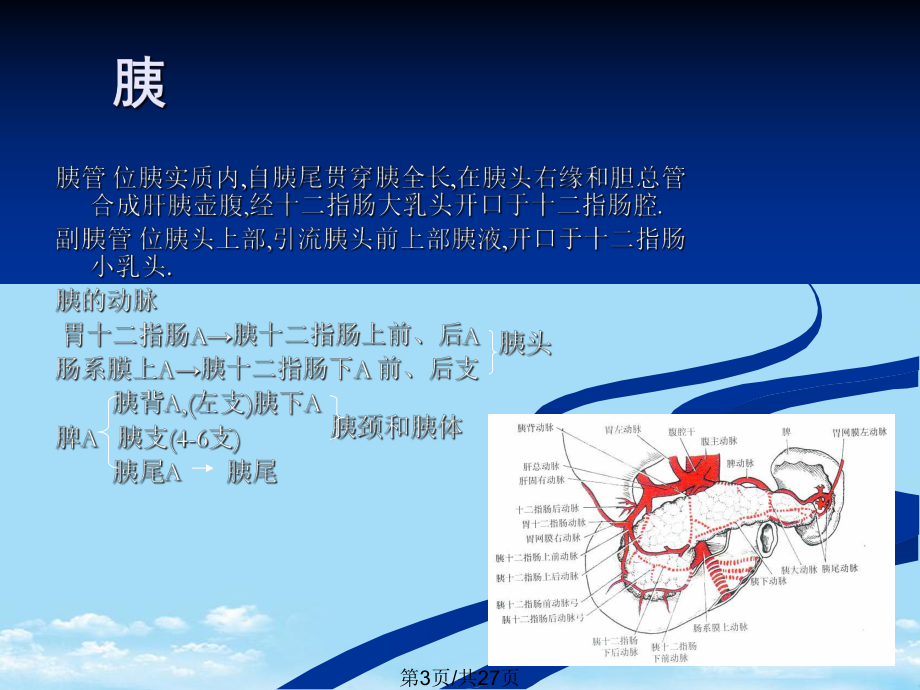 腹膜后腔全面版课件.pptx_第3页