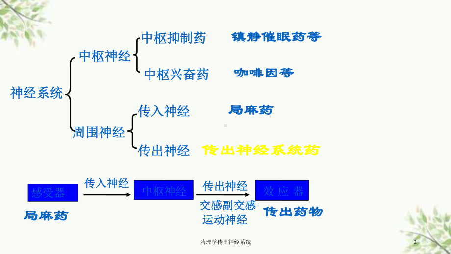 药理学传出神经系统课件.ppt_第2页