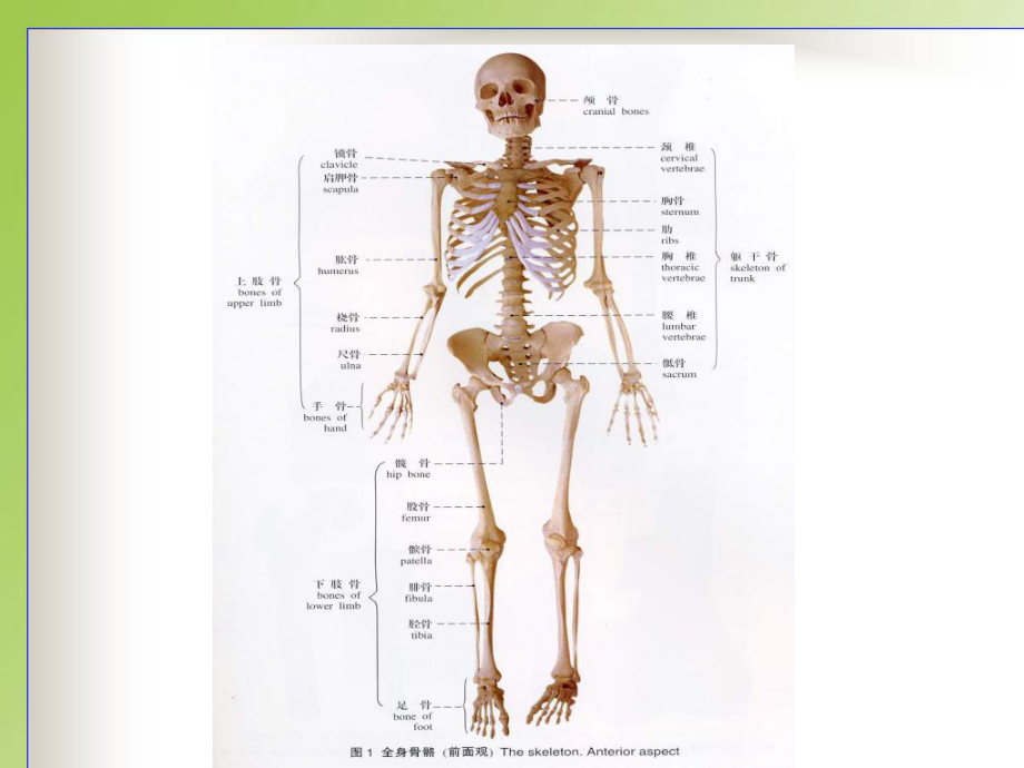 人体解剖生理学课件.ppt_第3页