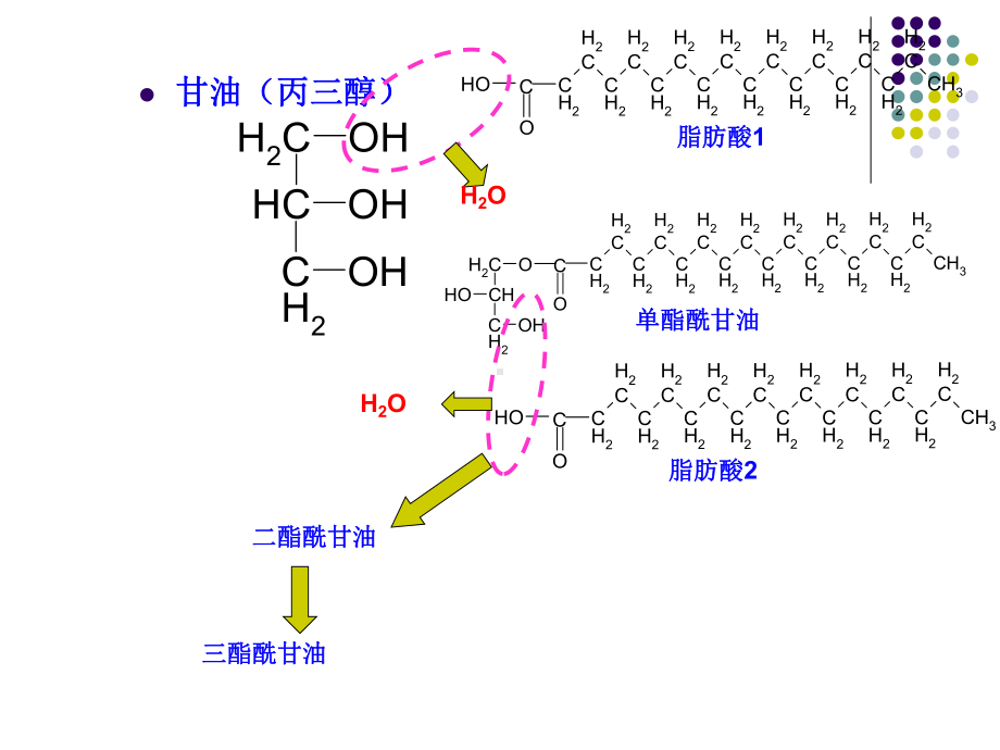 生物化学第八章-脂类代谢课件.ppt_第3页