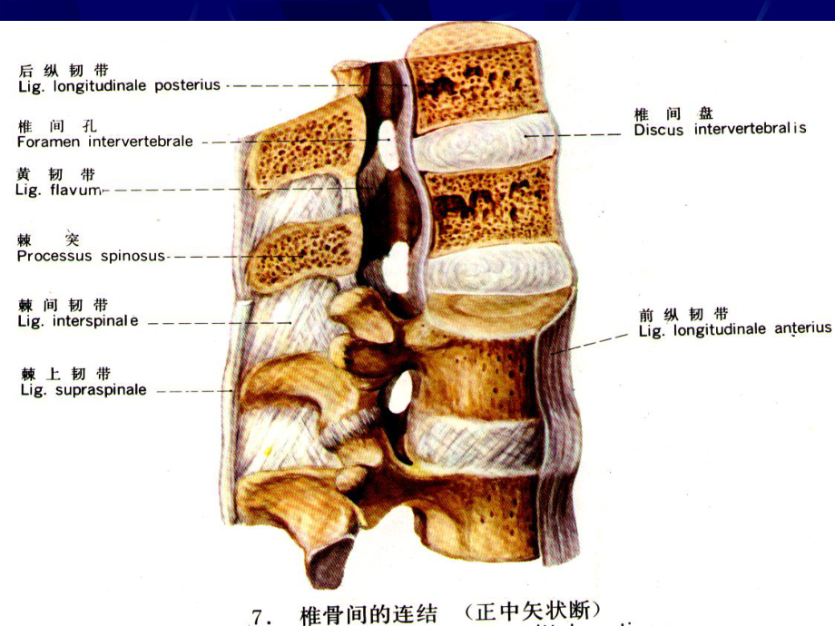 腰椎影像解剖及常见病变学习课件.ppt_第2页